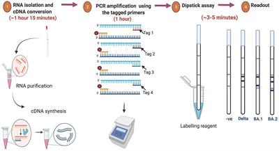 A rapid point-of-care population-scale dipstick assay to identify and differentiate SARS-CoV-2 variants in COVID-19-positive patients